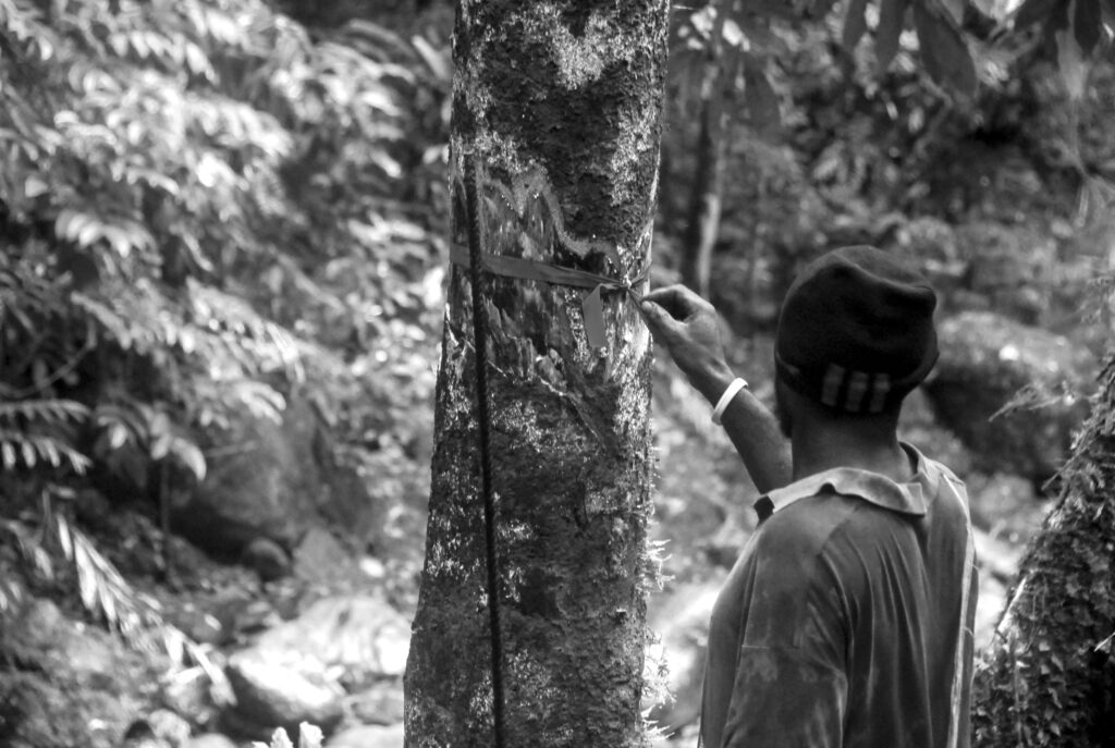 Fig. 4. A Mengen man removes loggers’ markings off a tree on his matriline’s land, where the matriline has prohibited logging (photo by Tuomas Tammisto, 2014).